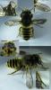 Megachile ericetorum